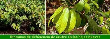 Deficiencias nutricionales y fertilización del cacao - Image 5