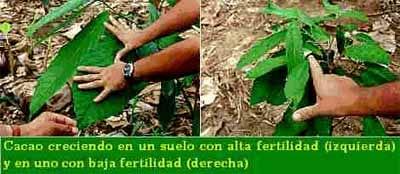 Deficiencias nutricionales y fertilización del cacao - Image 6
