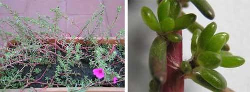 Portulaca gilliesii (Hook) y Gomphrena perennis (L): Especies con tolerancia al herbicida glifosato - Image 1
