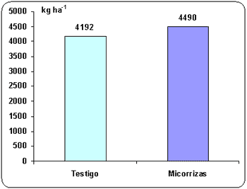 Uso de microorganismos favorables como alternativa para mejorar la nutrición fosforada de trigo. - Image 11