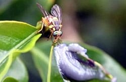Nueva combinación para controlar la mosca de la fruta es más eficaz y más duradera - Image 1