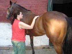 Masajes para caballos: Una necesidad equina - Image 9