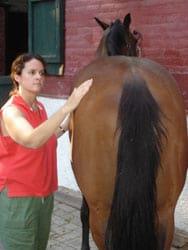 Masajes para caballos: Una necesidad equina - Image 10