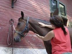 Masajes para caballos: Una necesidad equina - Image 13