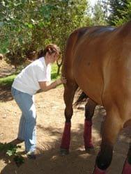Masajes para caballos: Una necesidad equina - Image 19