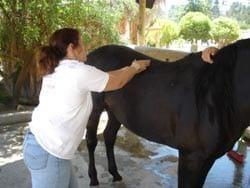 Masajes para caballos: Una necesidad equina - Image 21