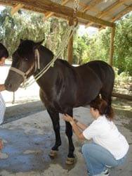 Masajes para caballos: Una necesidad equina - Image 22