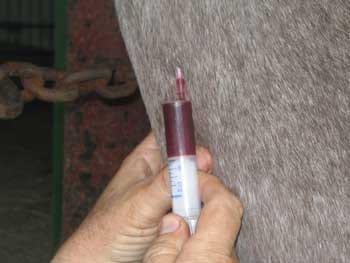 Ozonoterapia en equinos - Image 5