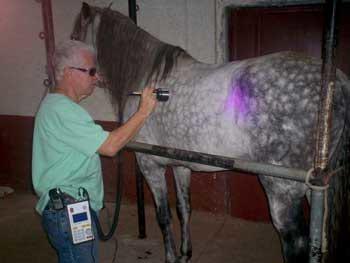 Ozonoterapia en equinos - Image 8