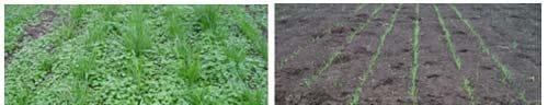 ¿Es posible sembrar pasturas en primavera en la pampa húmeda? - Image 1