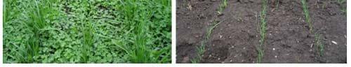 ¿Es posible sembrar pasturas en primavera en la pampa húmeda? - Image 2