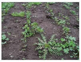 ¿Es posible sembrar pasturas en primavera en la pampa húmeda? - Image 4