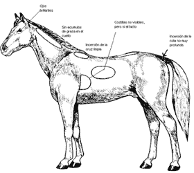La nutricion y alimentacion del caballo - Image 19