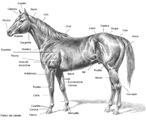 La nutricion y alimentacion del caballo - Image 20