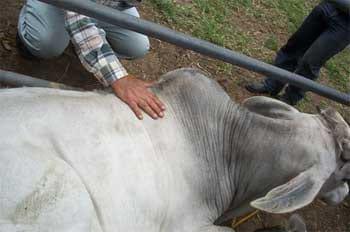 Exploración del efecto conseguido por el masaje de la región dorsal en el bovino (Bos taurus var indicus) - Image 3