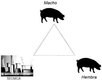Inseminación Artificial en Porcinos - Image 2
