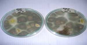 Efecto de las propiedades inhibitorias de mohos a escala de laboratorio de tres productos comerciales compuestos por sales derivados del acido propionico sobre los mohos presentes en el maíz (Zea mays) - Image 4