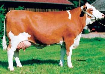 La raza eficiente y ecológica para producción de leche y carne. - Image 4