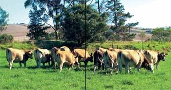 La raza eficiente y ecológica para producción de leche y carne. - Image 5