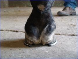 El balance F del pie. Hacia el equilibrio absoluto del caballo - Image 10