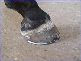 El balance F del pie. Hacia el equilibrio absoluto del caballo - Image 11