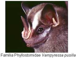 Los murciélagos hematófagos y su implicación en poblaciones humanas… - Image 2