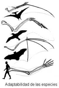 Los murciélagos hematófagos y su implicación en poblaciones humanas… - Image 1