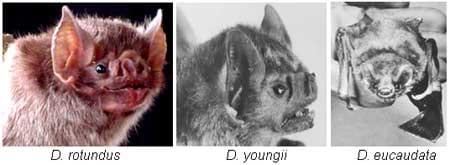 Los murciélagos hematófagos y su implicación en poblaciones humanas… - Image 3