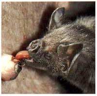 Los murciélagos hematófagos y su implicación en poblaciones humanas… - Image 4