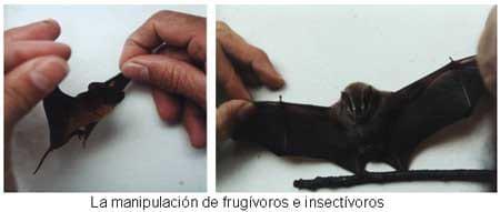 Los murciélagos hematófagos y su implicación en poblaciones humanas… - Image 5