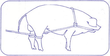 Técnicas de castración del cerdo - Image 7
