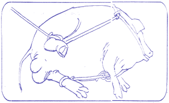 Técnicas de castración del cerdo - Image 8