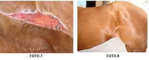 Caso Clínico: Recuperación de una herida profunda con un producto natural - Image 4