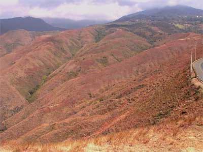 Sistemas de producción agroforestal de ultisoles del pie de monte de Cali. Aplicable a la zona andina - Image 7