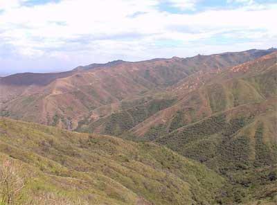 Sistemas de producción agroforestal de ultisoles del pie de monte de Cali. Aplicable a la zona andina - Image 9