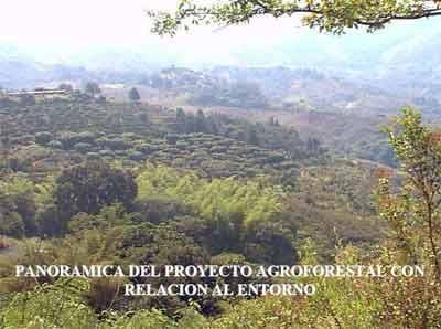 Sistemas de producción agroforestal de ultisoles del pie de monte de Cali. Aplicable a la zona andina - Image 16