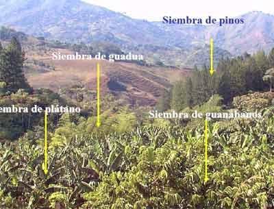 Sistemas de producción agroforestal de ultisoles del pie de monte de Cali. Aplicable a la zona andina - Image 17