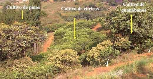 Sistemas de producción agroforestal de ultisoles del pie de monte de Cali. Aplicable a la zona andina - Image 23