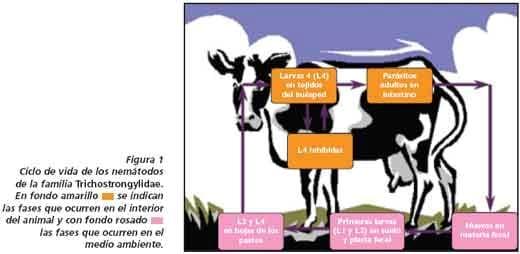El control de los parásitos internos del ganado en sistemas de pastoreo en el trópico colombiano - Image 3