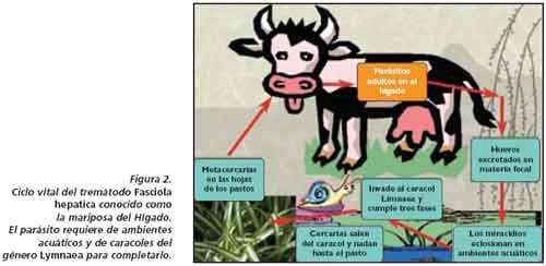 El control de los parásitos internos del ganado en sistemas de pastoreo en el trópico colombiano - Image 4