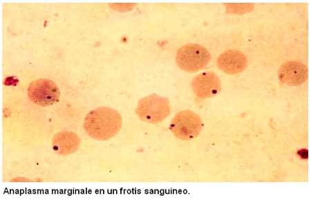 Importancia del diagnostico de las enfermedades parasitarias en la ganadería vacuna. - Image 3