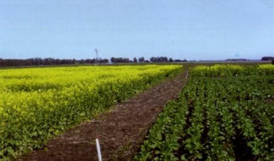 El cultivo de la colza en la República Argentina - Image 1