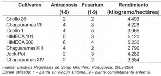 Manejo de las principales enfermedades del sorgo en el estado Portuguesa - Image 4