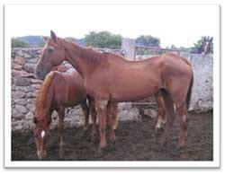Crónicas en la alimentación de su caballo - Image 1