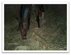 Crónicas en la alimentación de su caballo - Image 6