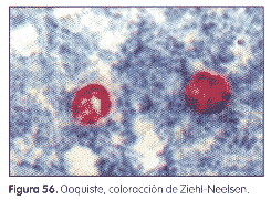Criptosporidiosis una enfermedad parasitaria para tener en cuenta en el ganado vacuno. - Image 3