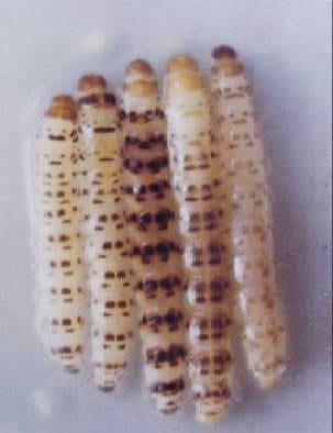 La mosca amazonica (metagonistylum minense) y el control de diatreae en caña de azucar, maiz, sorgo y arroz - Image 1