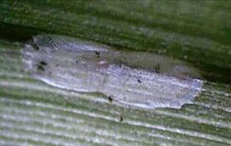La mosca amazonica (metagonistylum minense) y el control de diatreae en caña de azucar, maiz, sorgo y arroz - Image 3