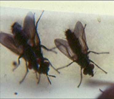 La mosca amazonica (metagonistylum minense) y el control de diatreae en caña de azucar, maiz, sorgo y arroz - Image 4