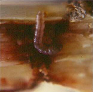 La mosca amazonica (metagonistylum minense) y el control de diatreae en caña de azucar, maiz, sorgo y arroz - Image 6